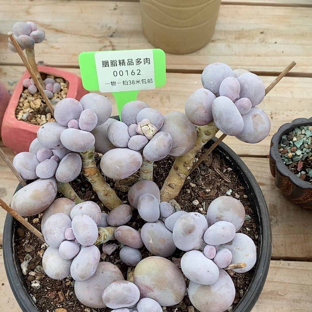 162UN图咯小雨就哦哦