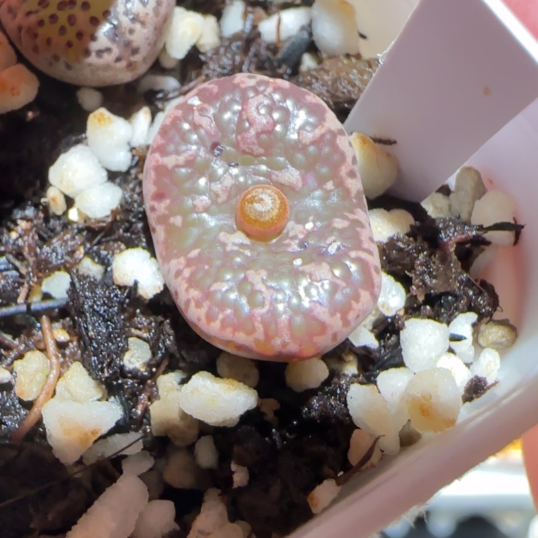 肉锥多肉植物百科-全窗泡泡勋1218