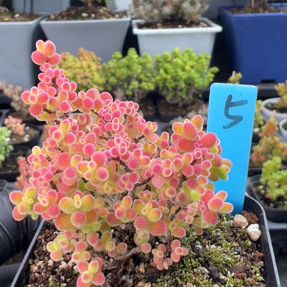 精控蜜橘糖球5号