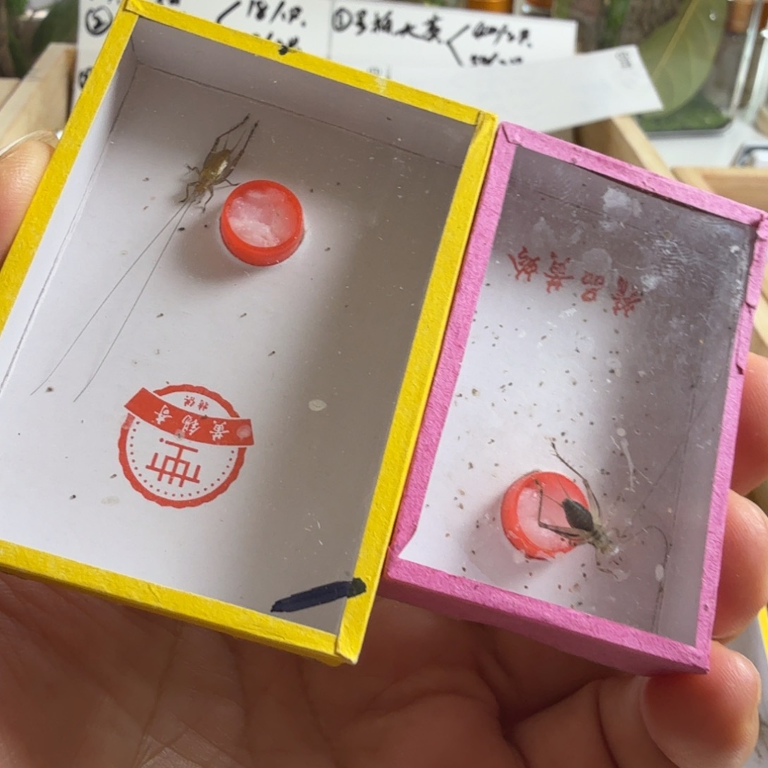 一只中长须大黄蛉➕一只长须金蛉子