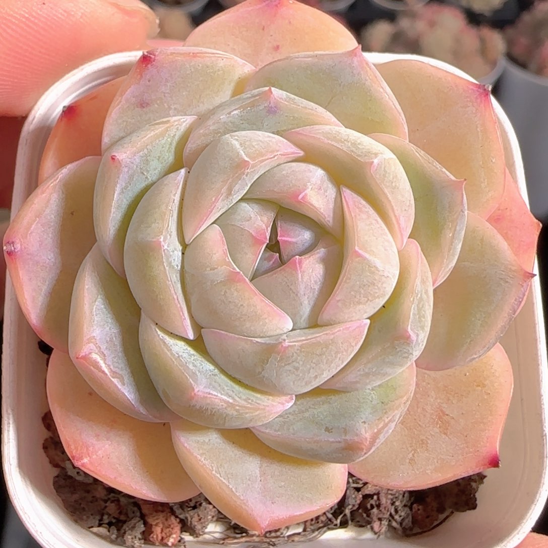 多肉1231-57糖心糖心