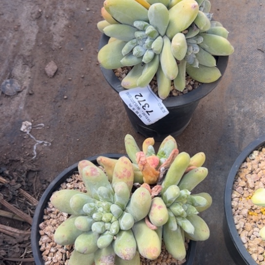 汤****✨谢谢宝～一物一拍7372.7371