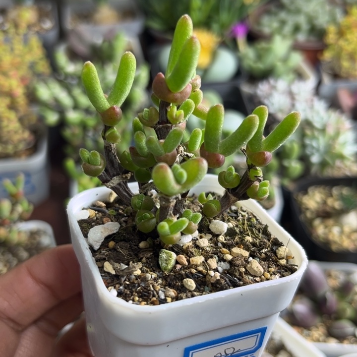 052 枝干兔子短耳兔子