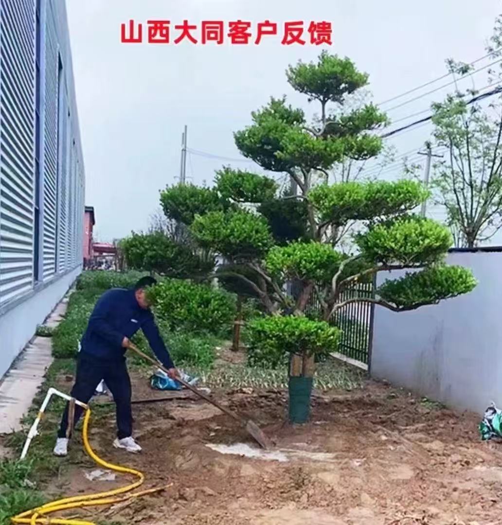 造型黄杨基地直发直播间用于庭院别墅黄杨造型树绿化