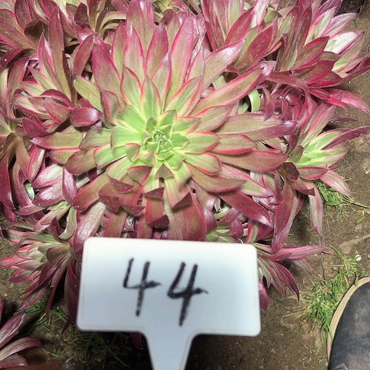 多肉植物孔雀锦法师