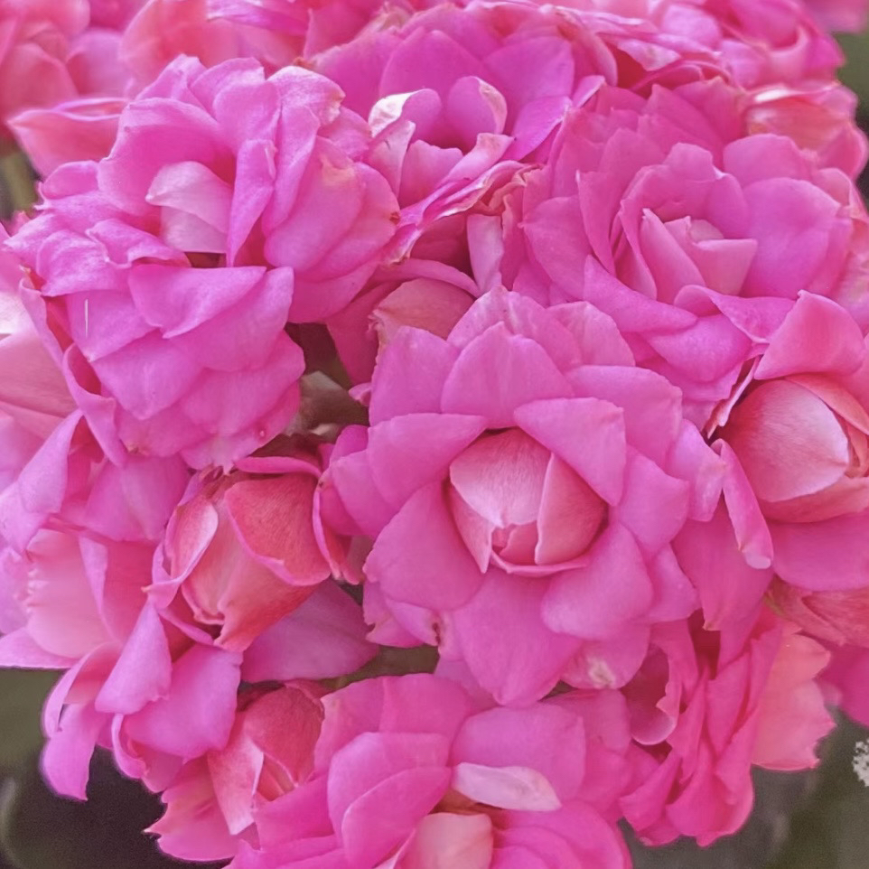 海天霞丽丽安80小盆长寿花