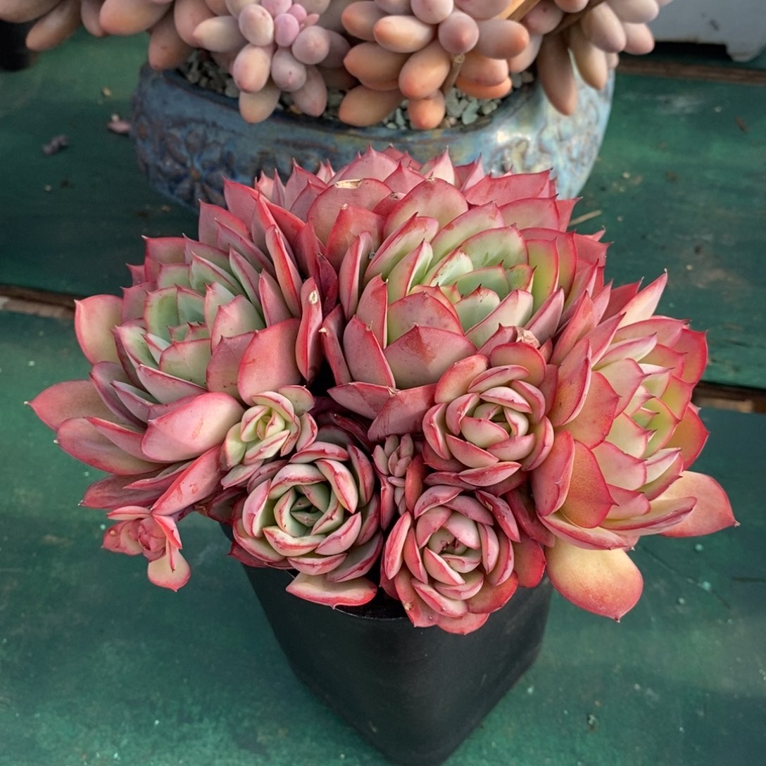 自然群牡丹亭，12345678493