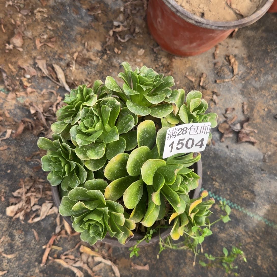 蓝色妖姬多肉1504满28包邮断枝不包