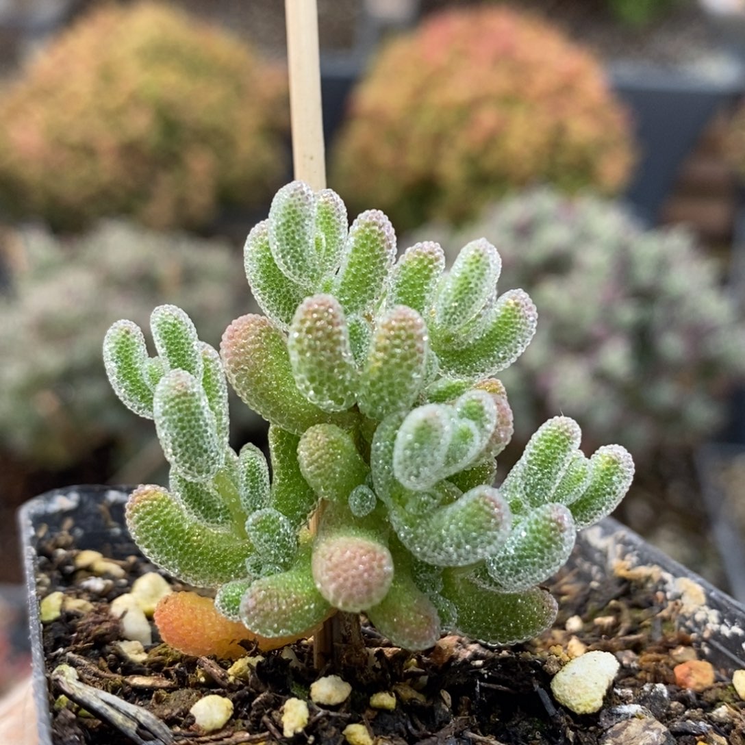 优选冰晶6509枝干番杏