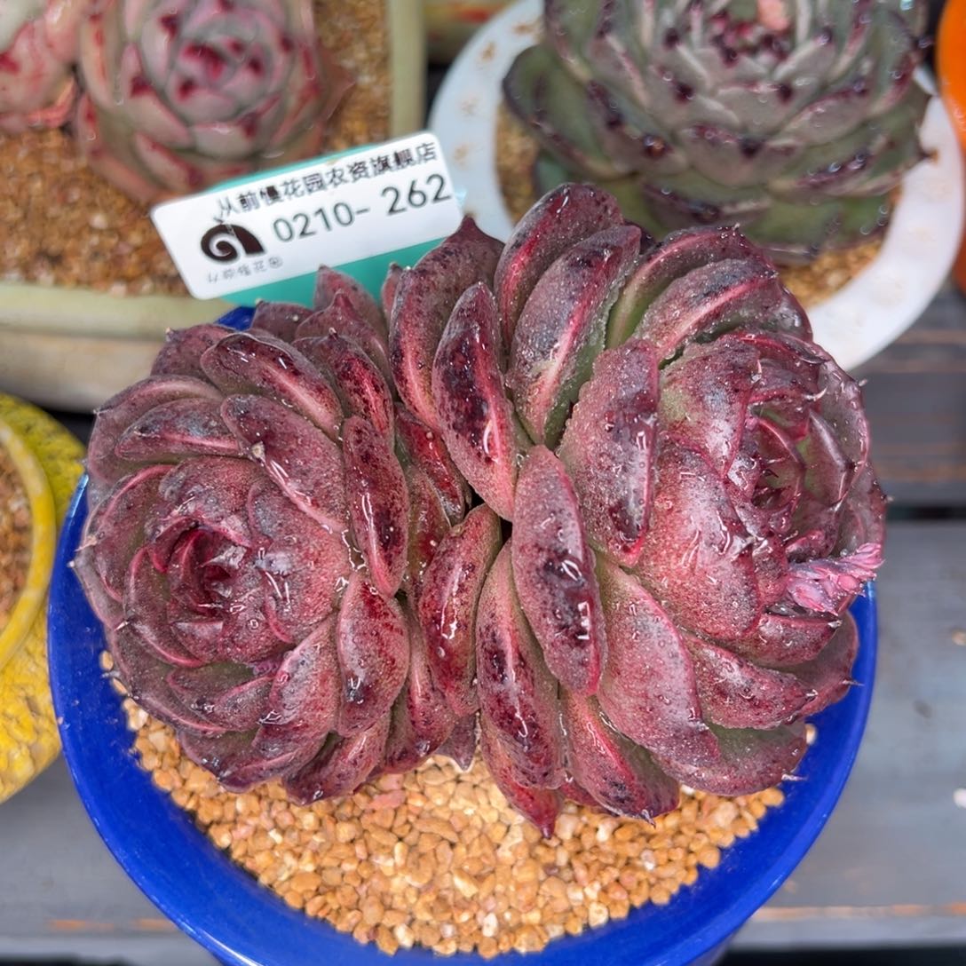 从前慢多肉精选编号0210.262