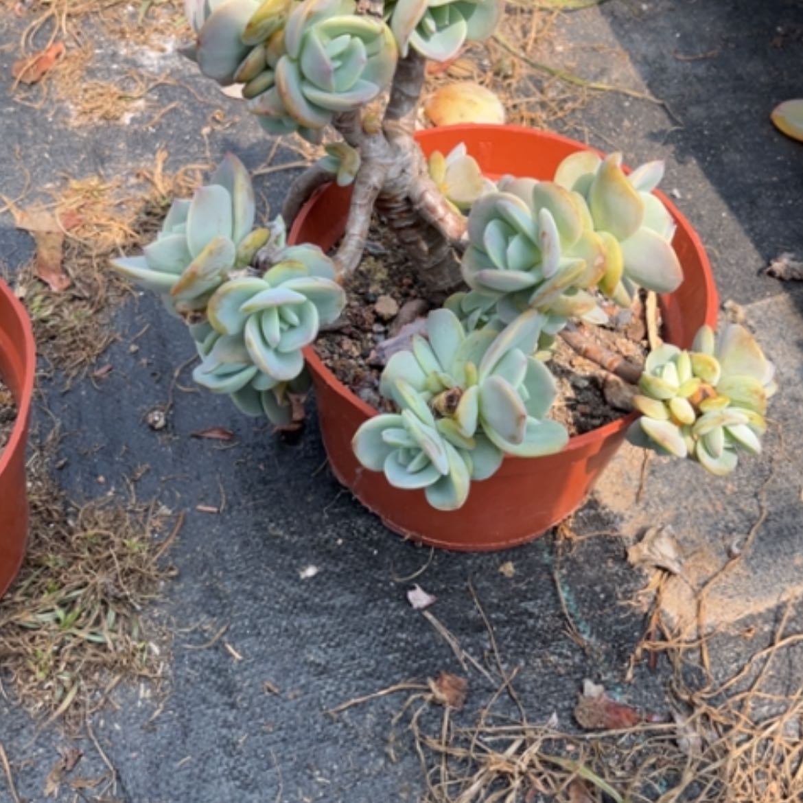 【闪购商品】徐*凤
