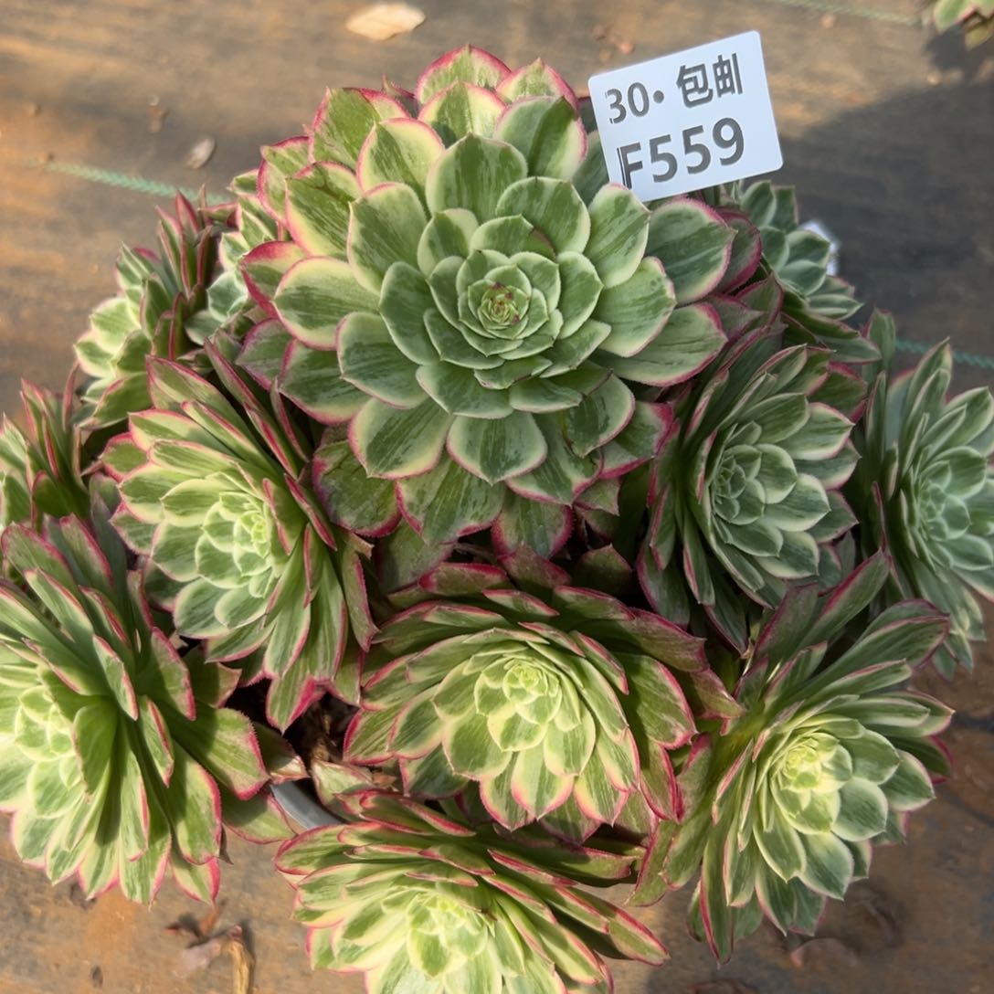 559荷花多肉法师