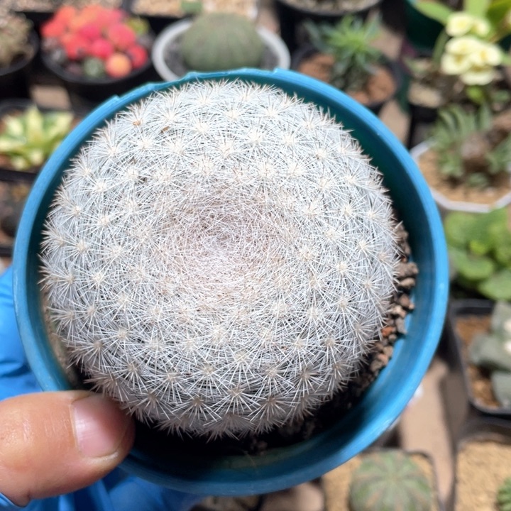 无*567实生大满月仙人球