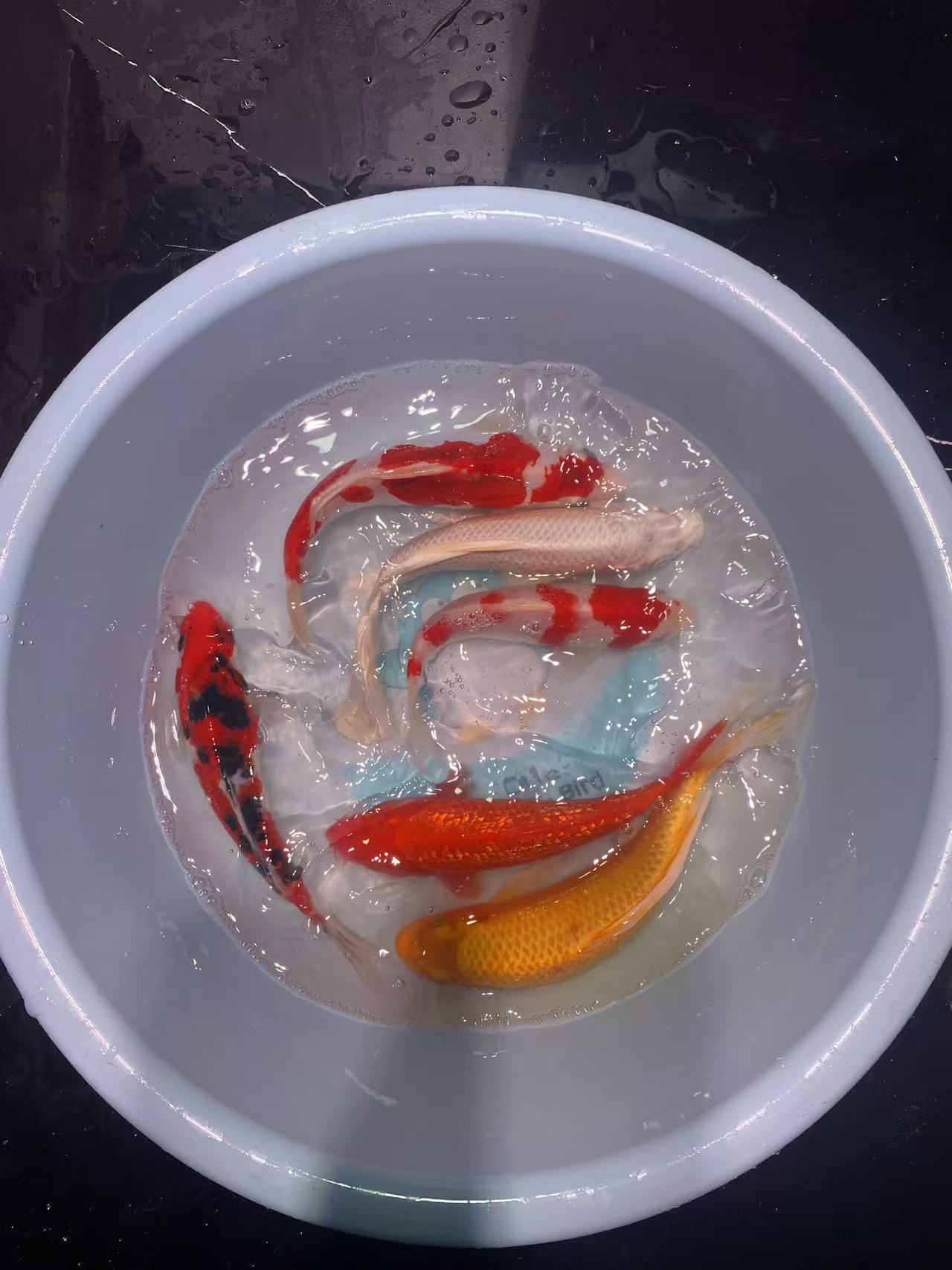 直播间1号链接锦鲤观赏鱼