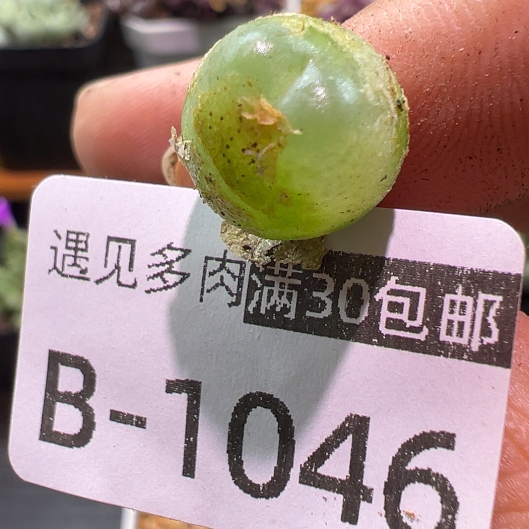 多肉植物1111111111111