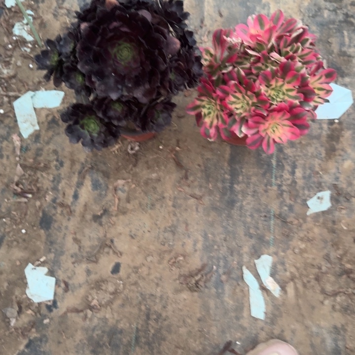 一单包邮不包侧枝96