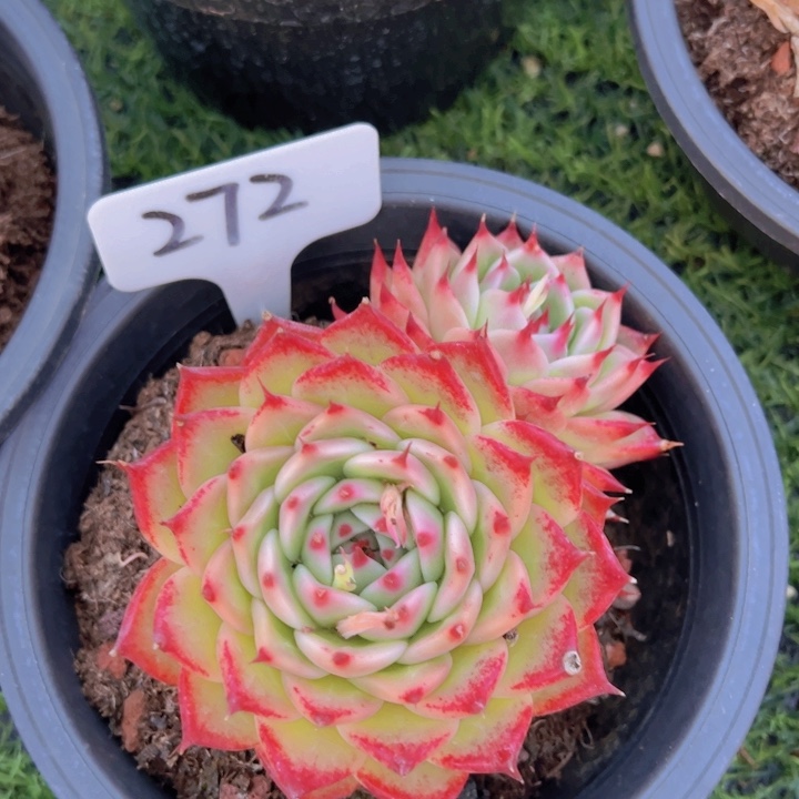 健健康康平平安安