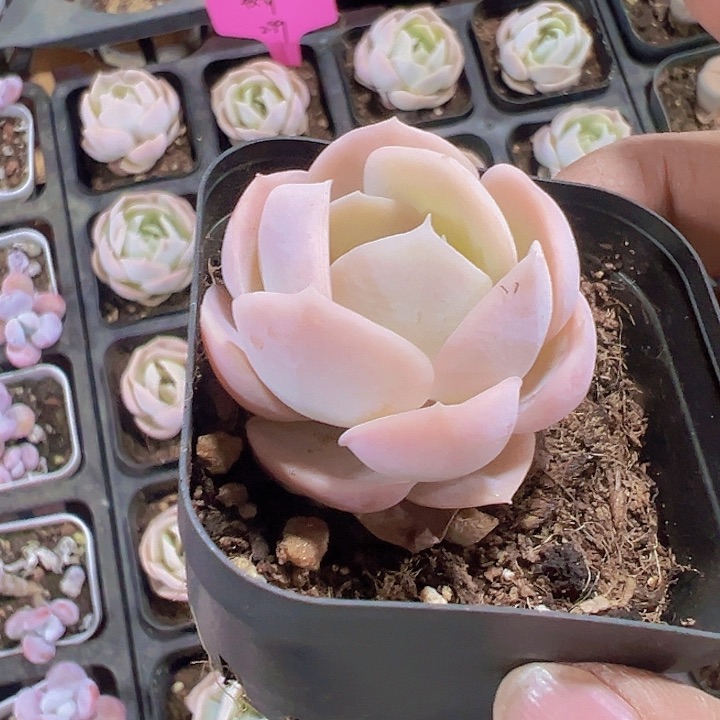 牡丹精品多肉植物