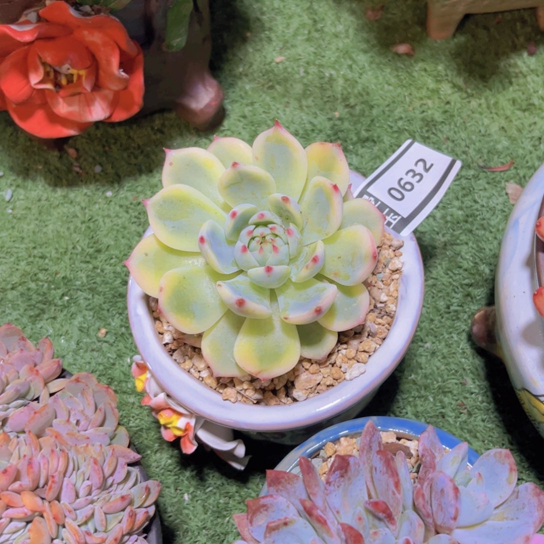 吉娃娃锦多肉植物0632