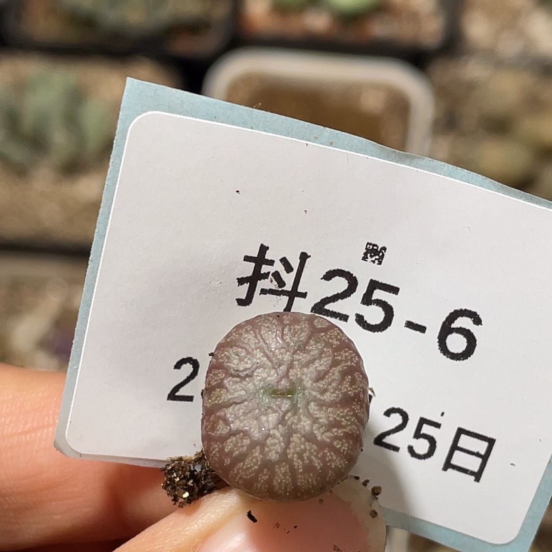 25-6送奶杂多肉植物