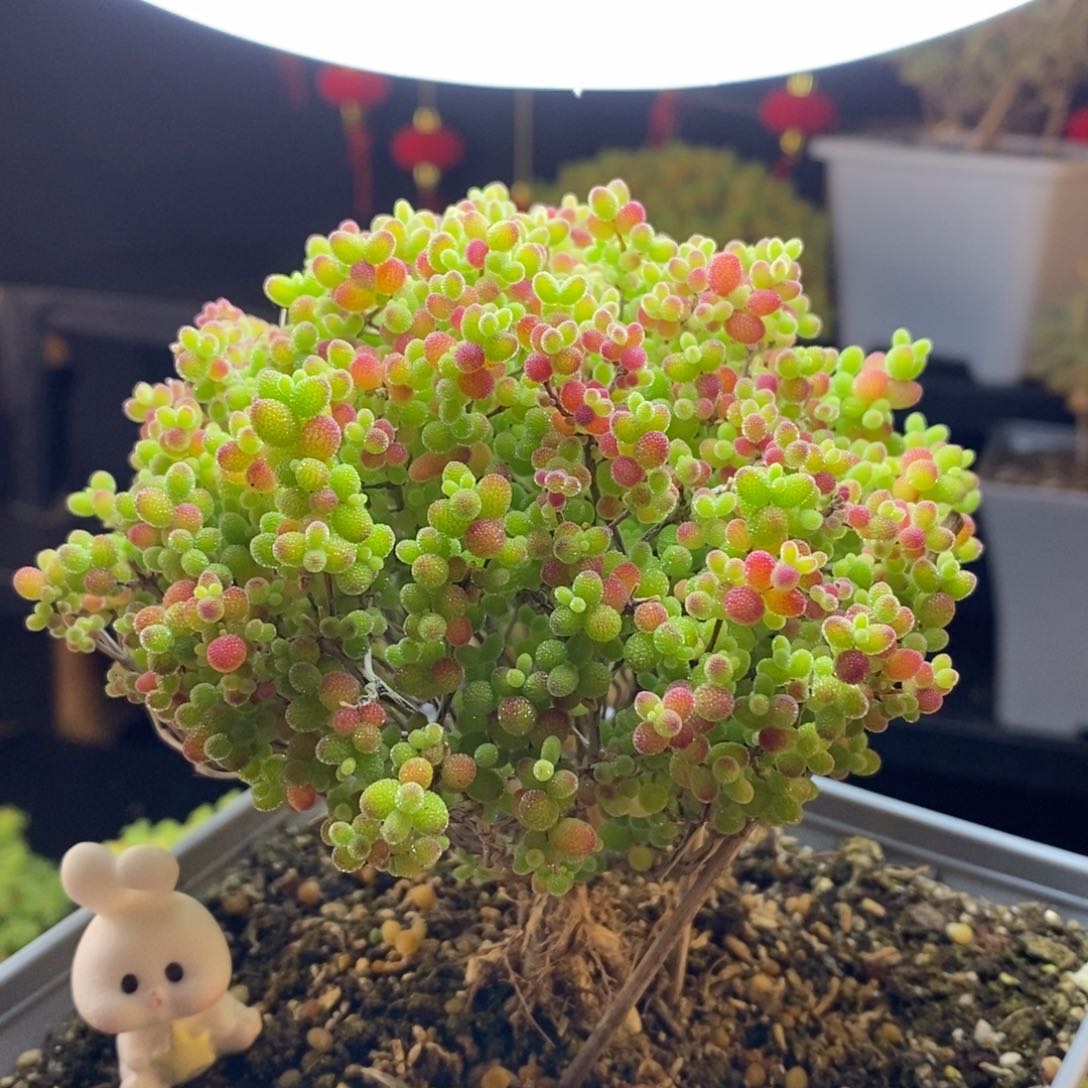 426号蜜橘糖球枝干多肉