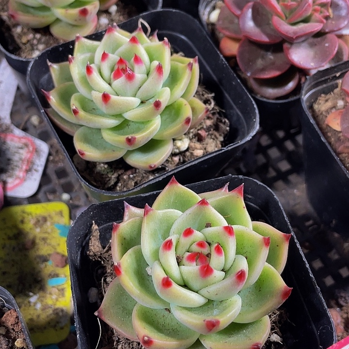 兰龙3.8带盆土发货