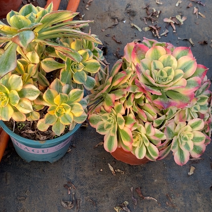 粉女巫➕灿烂断枝9多肉植物法师法师