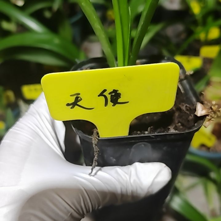 越南朱天使主球 2.4