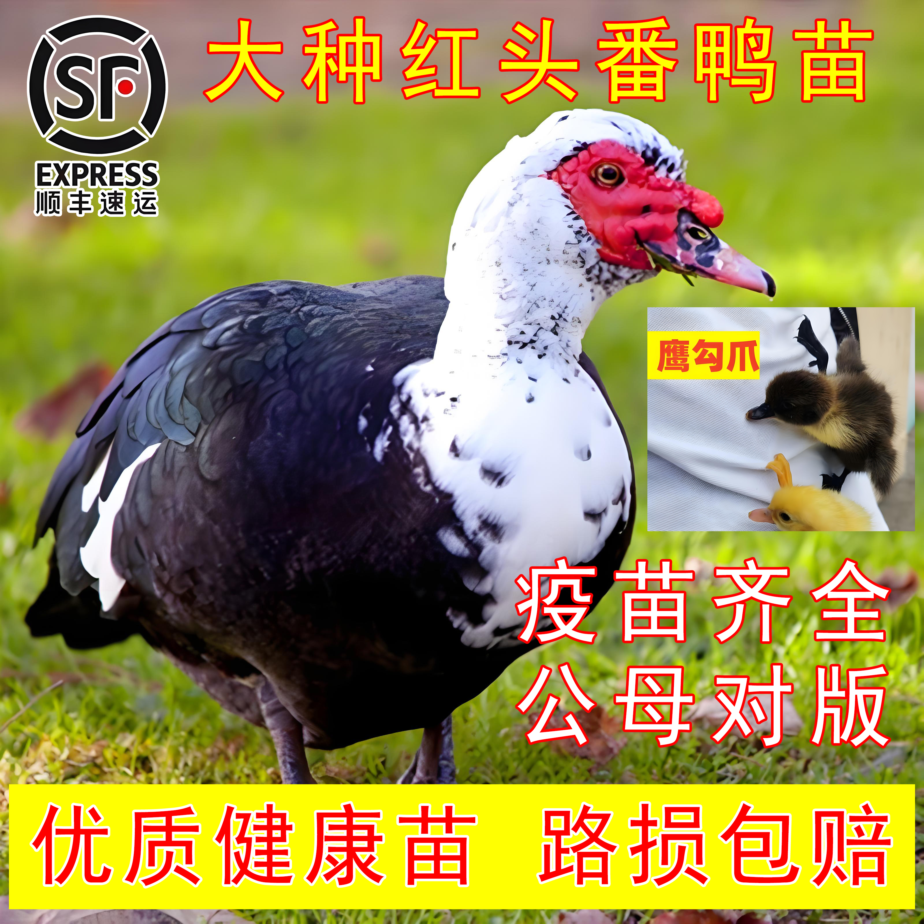 大种红头番鸭苗宠物鸭鸳鸯鸭滕子非洲雁火鸭旱鸭活体发货顺丰包邮