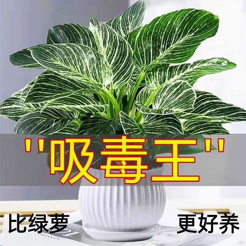 高档盆栽蔓绿绒铂金钻好养绿植耐寒大叶金钻吸甲醛比绿萝好活
