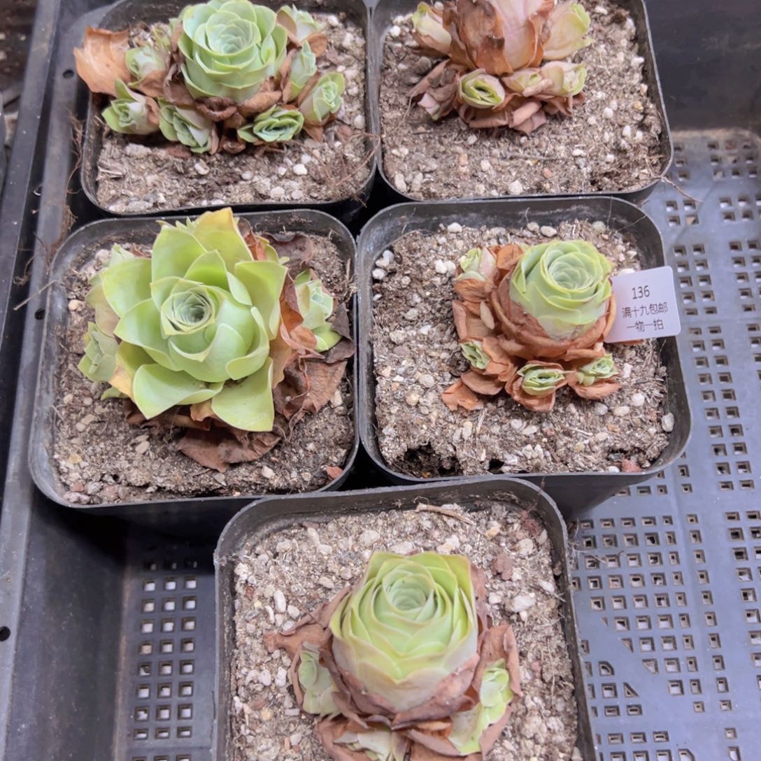 136 侧牙掉了不包损无售后