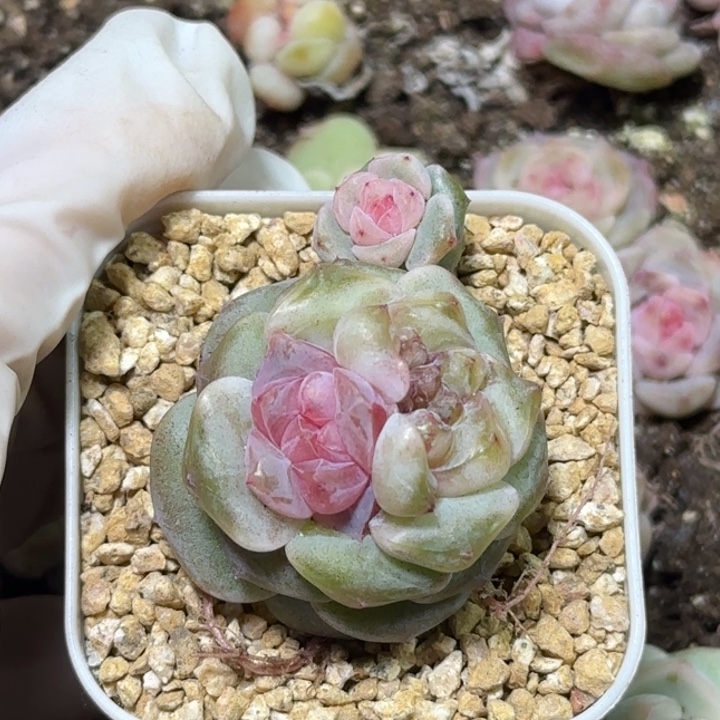 106号王者系列多肉一盒