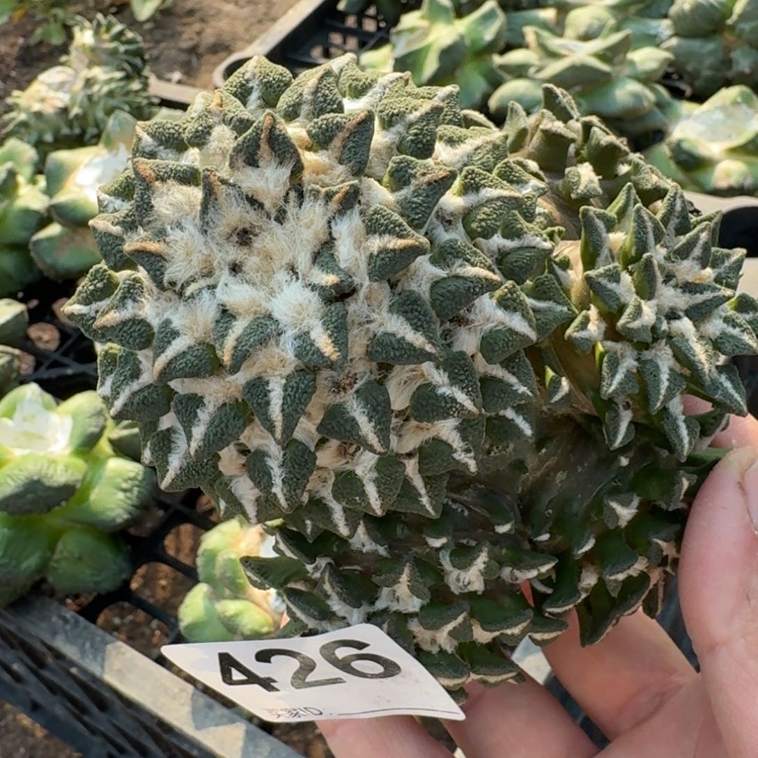 【闪购商品】落地群头黑晾好发426