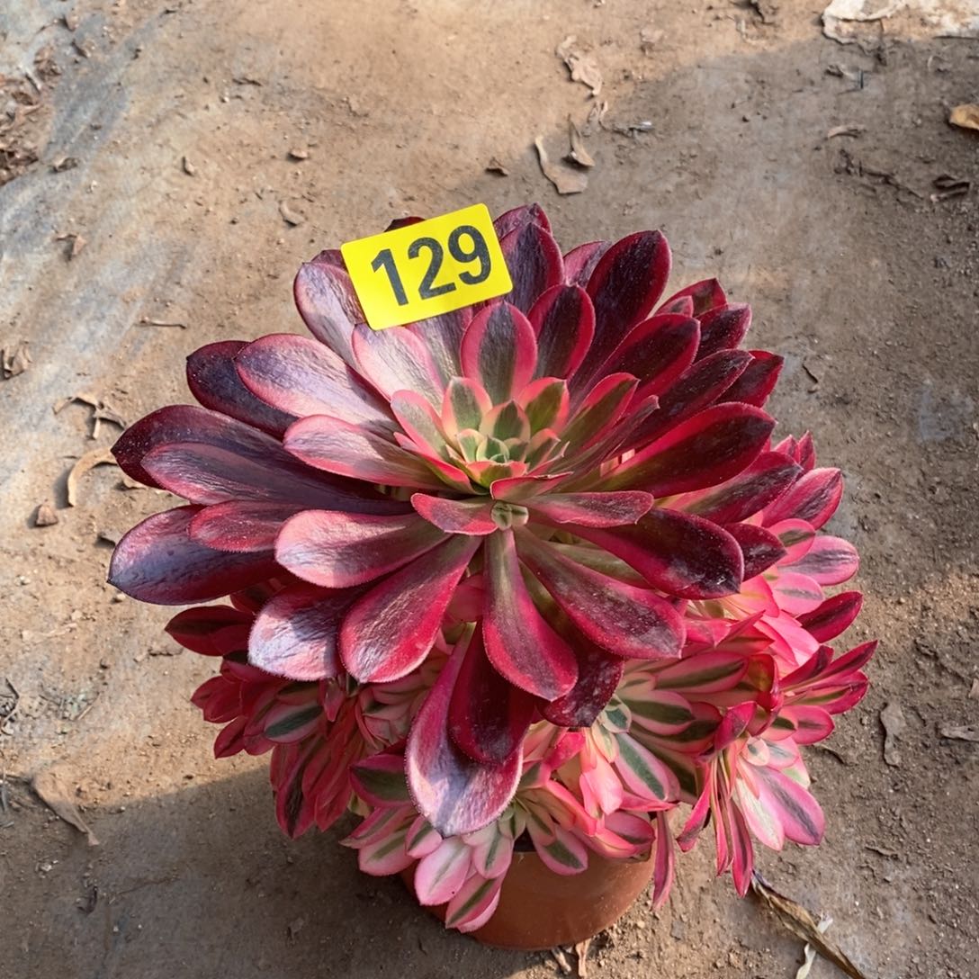 美杜莎多肉植物129