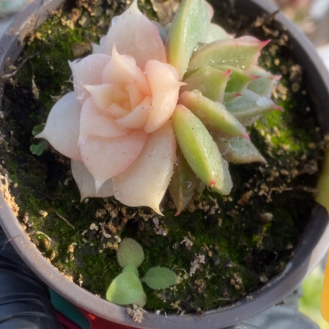 737贝加尔湖锦锦锦锦锦锦