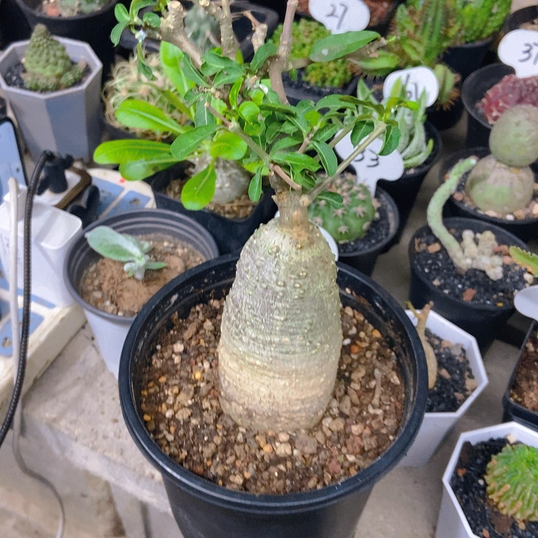 用***8火星人一个一物一拍