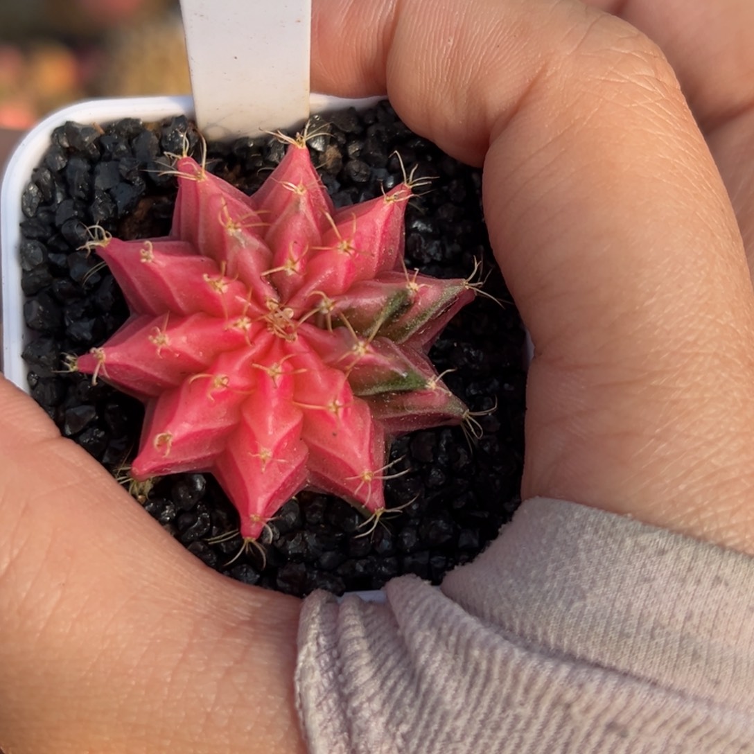 泰系实生肋骨锦A525