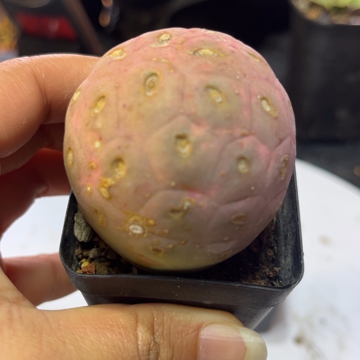 习志野仙人球植物