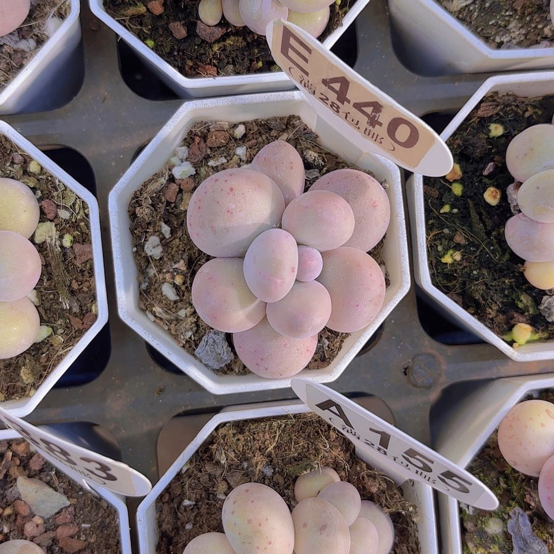 E440奶酪一物一拍