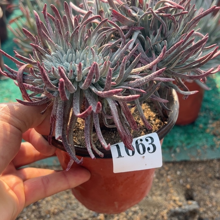 663号爱杜丽丝多肉植物老