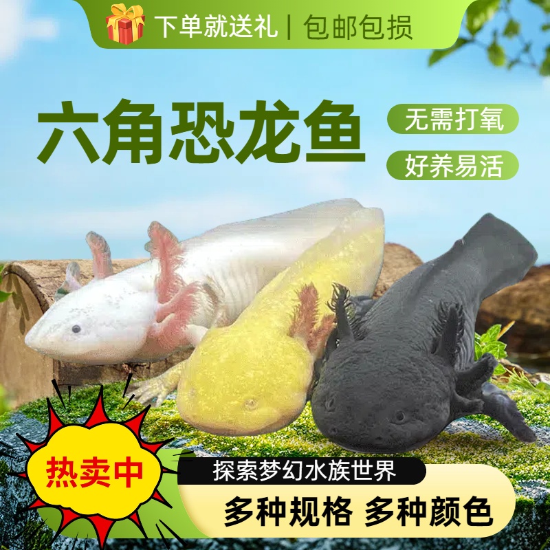 六角恐龙冷水水族宠物活体淡水好养易活蝾螈观赏鱼活鱼大鱼娃娃鱼