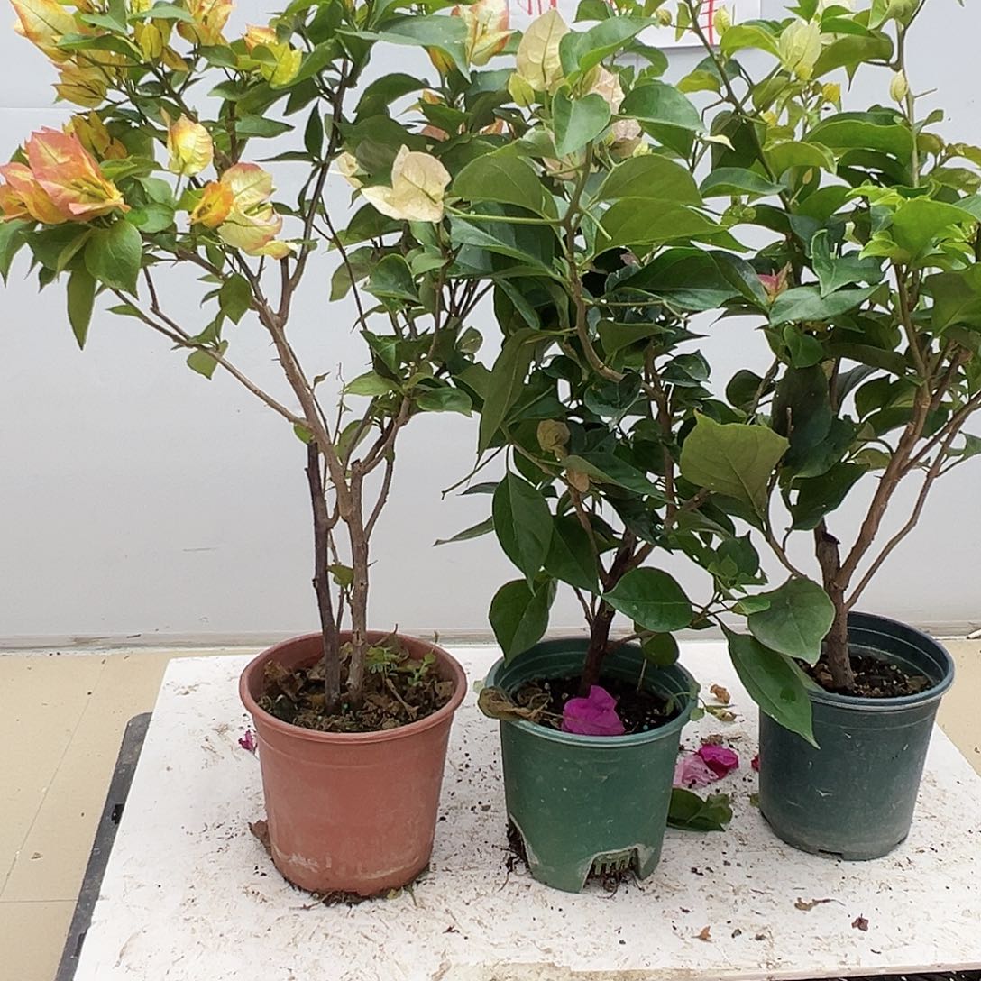 大部分花苞少量开放浅彩虹，皇后，凤凰组合