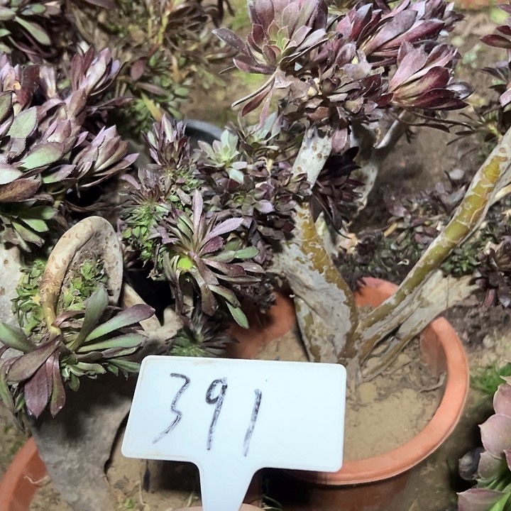 多肉植物黑法师缀花不售后