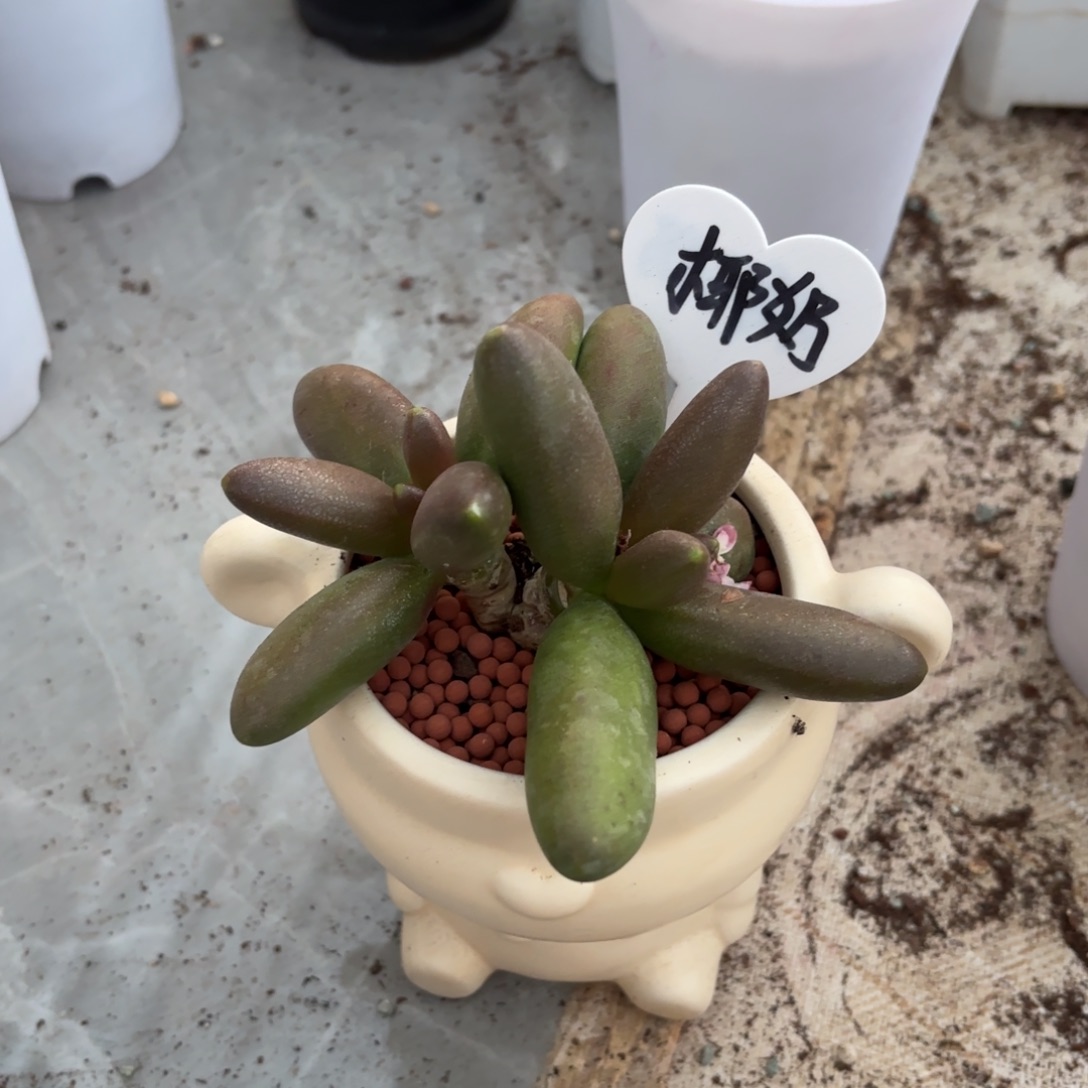 1203多肉植物椰子奶