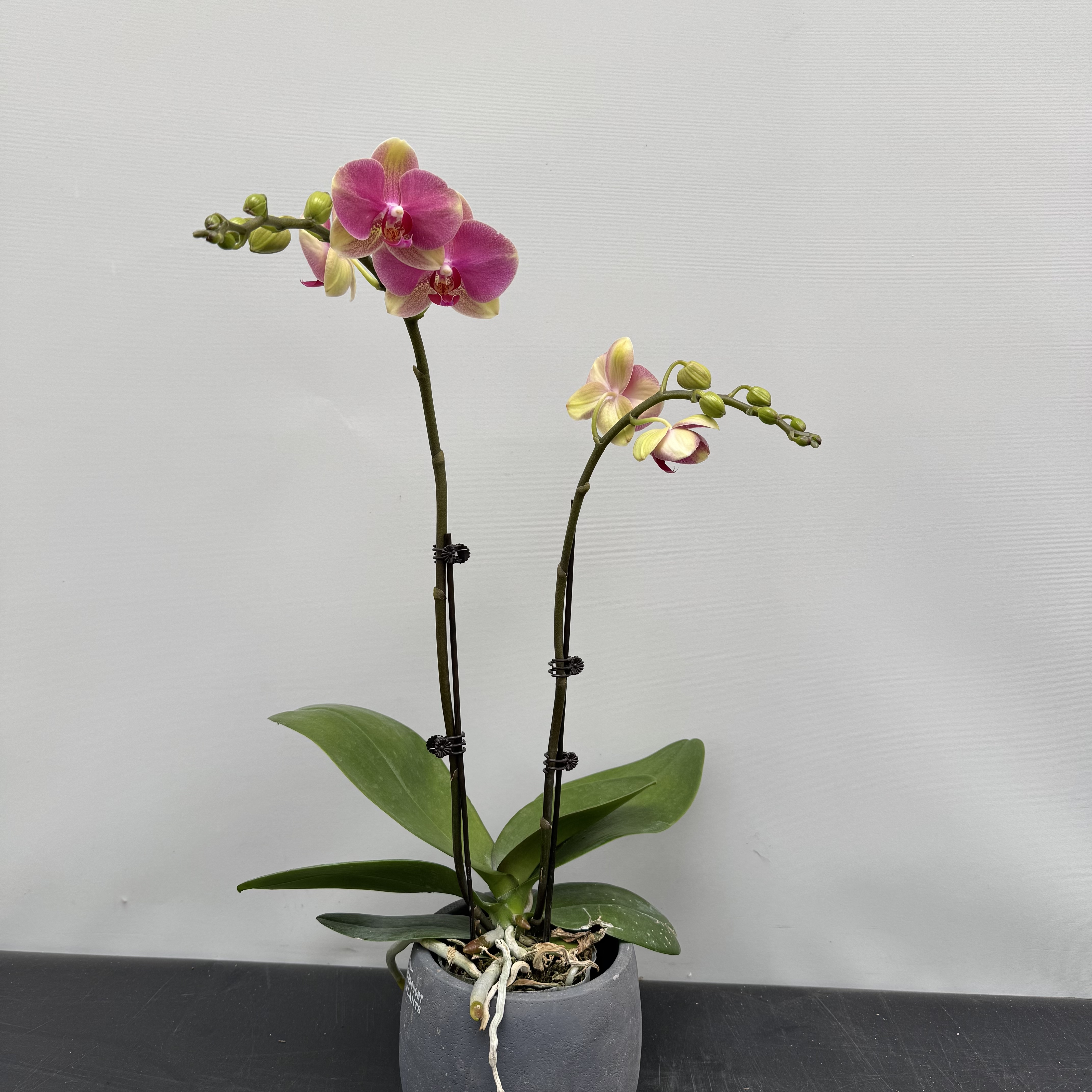 S+【多彩蜜桃】3.0寸杯 精品 蝴蝶兰带花带花苞