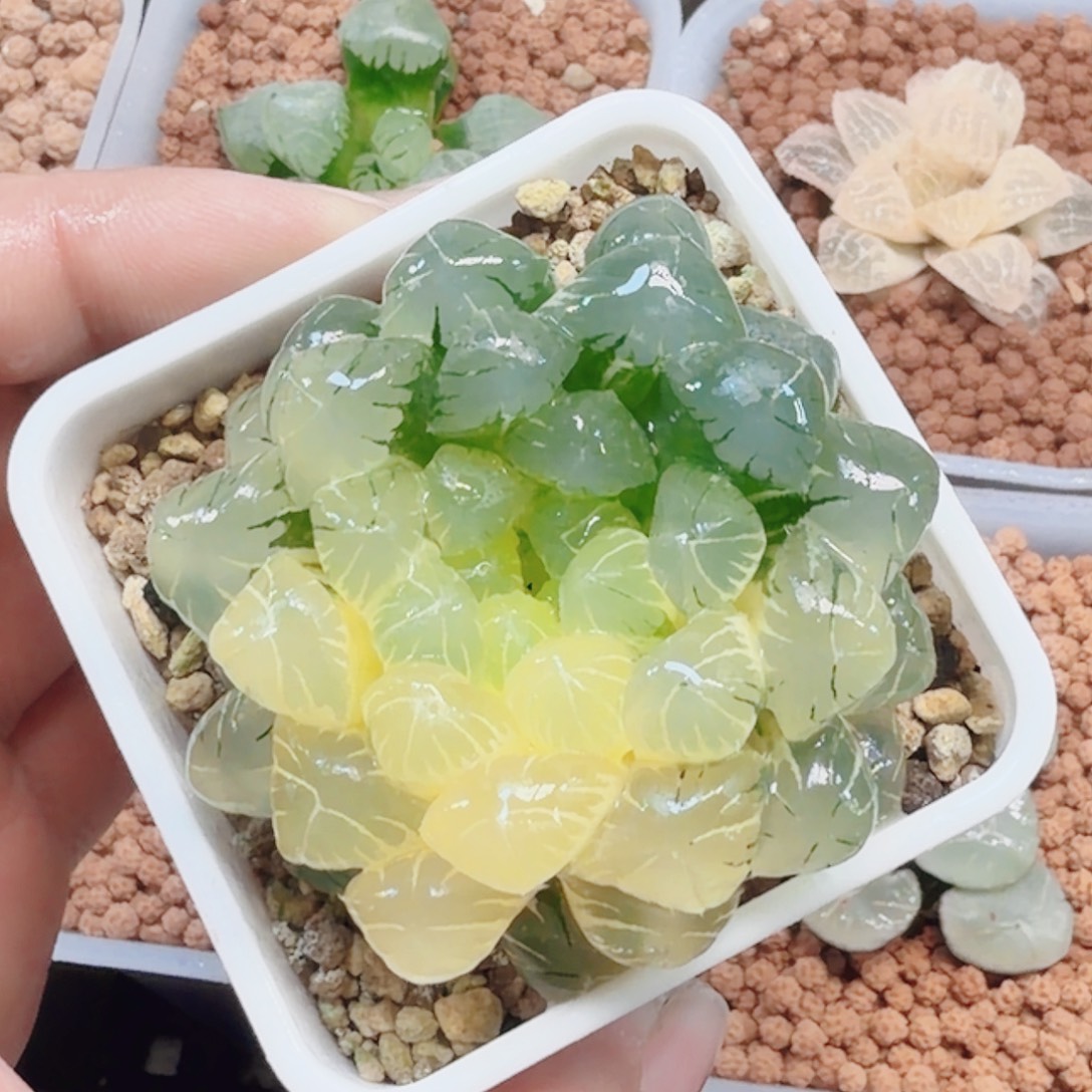 十二卷实生冰灯锦