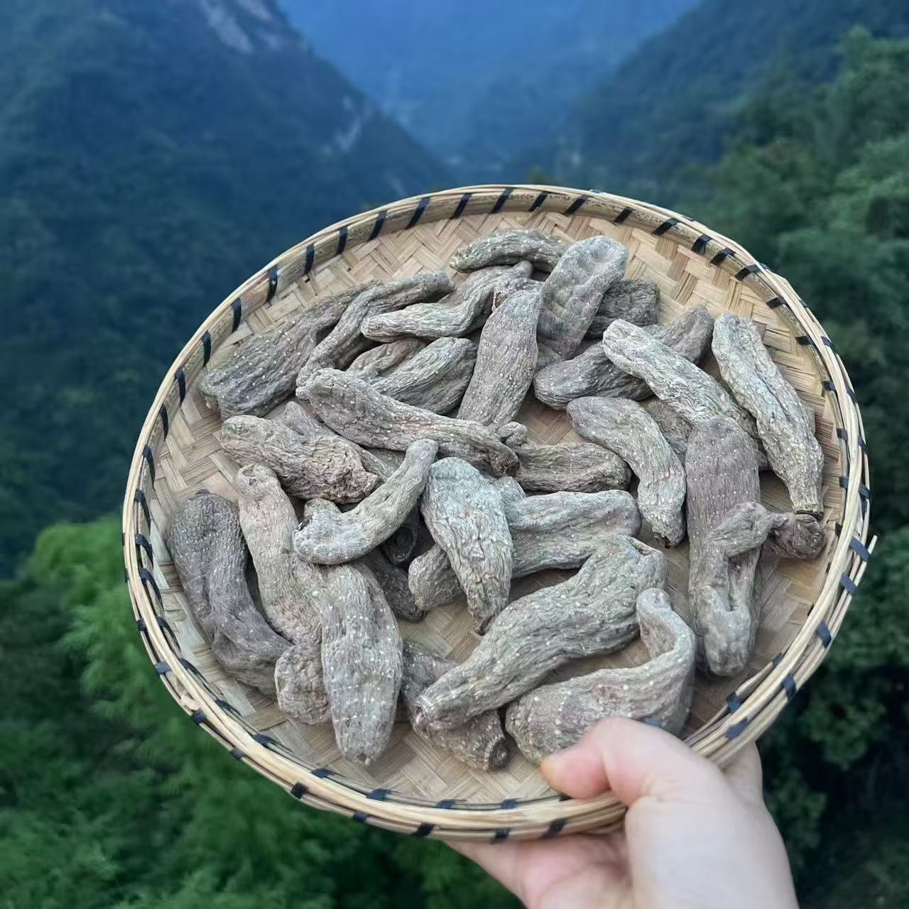 [乌天麻]农货高山生长 干乌天麻20头 煲汤滋补