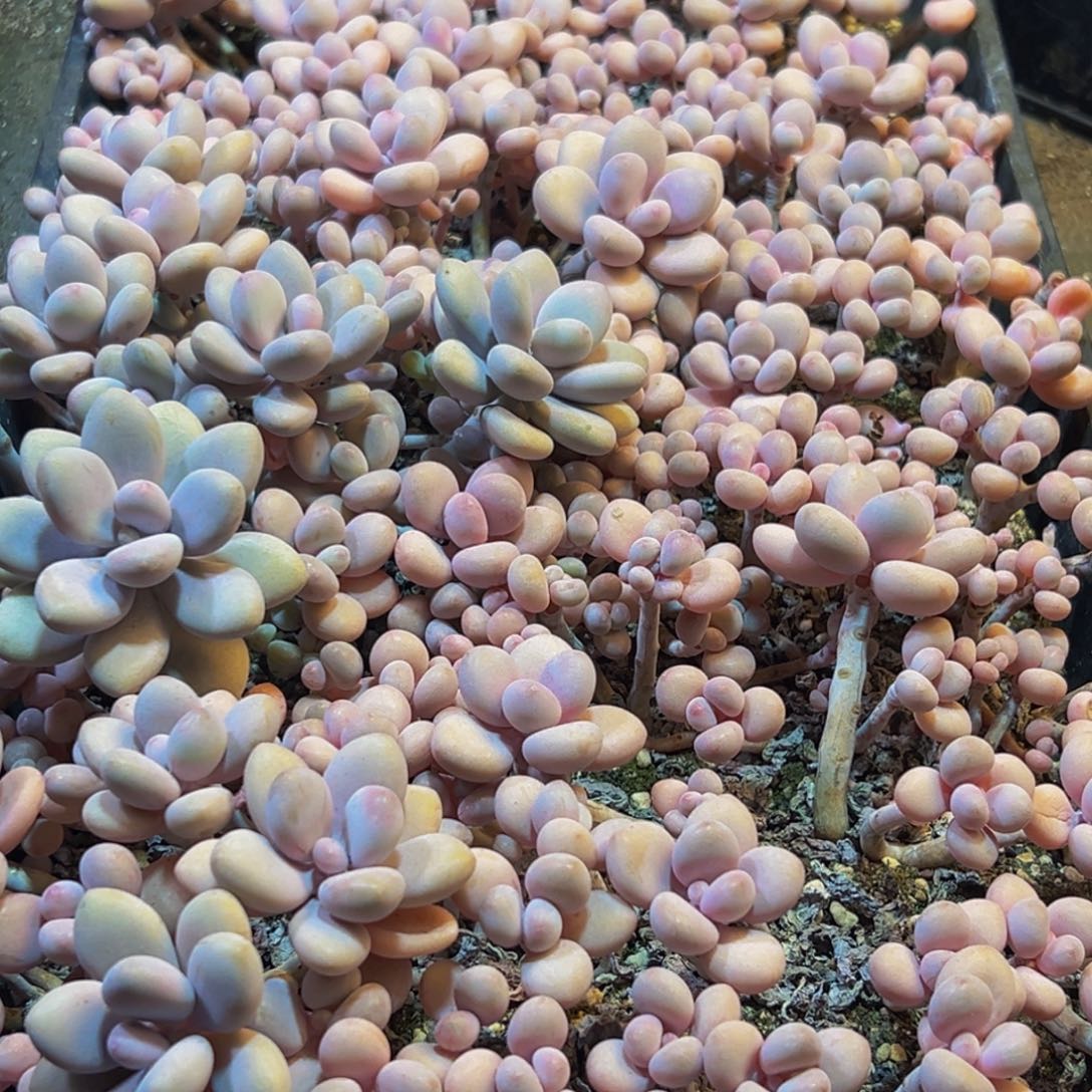 404多肉葡萄的味道是