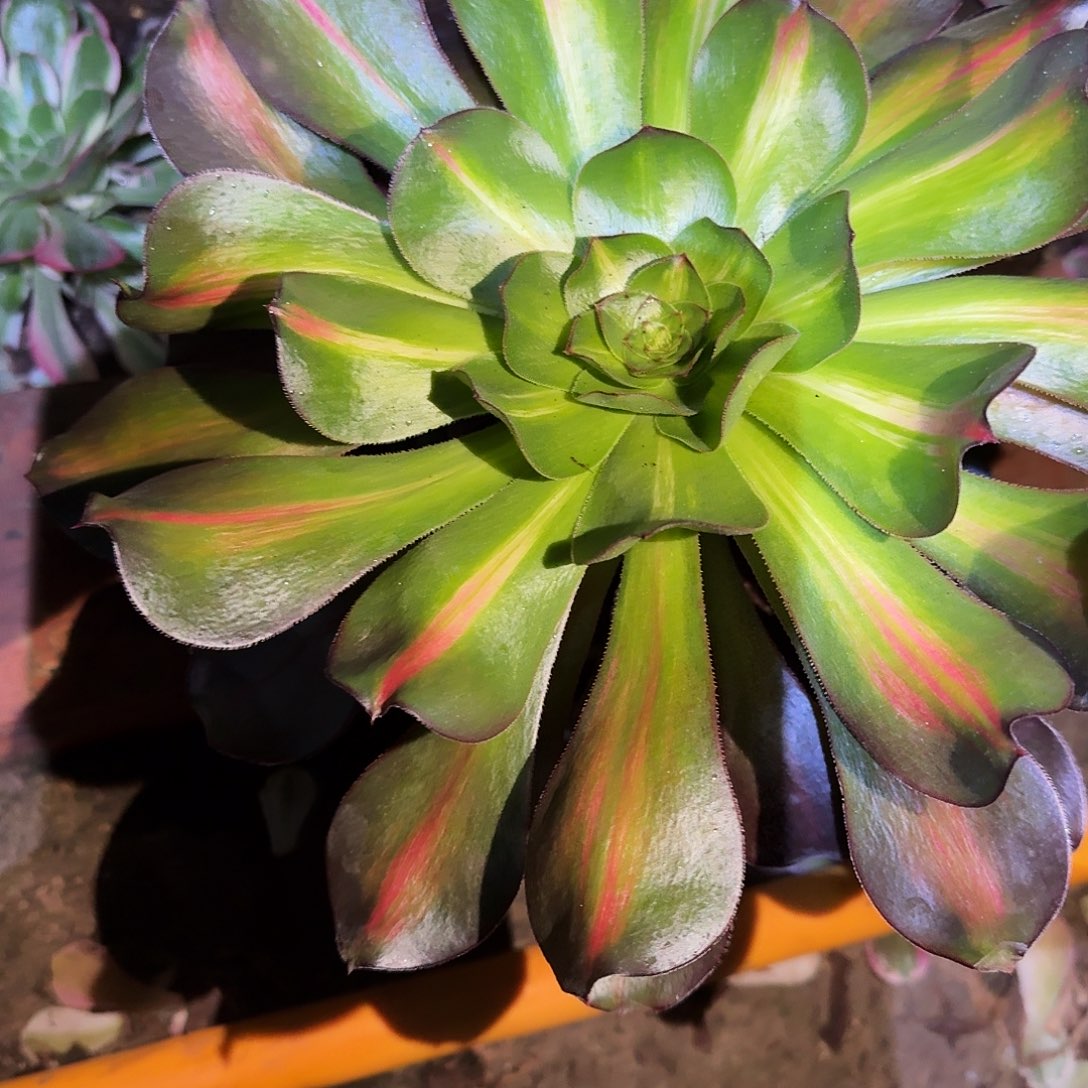 多肉植物巫毒中斑712