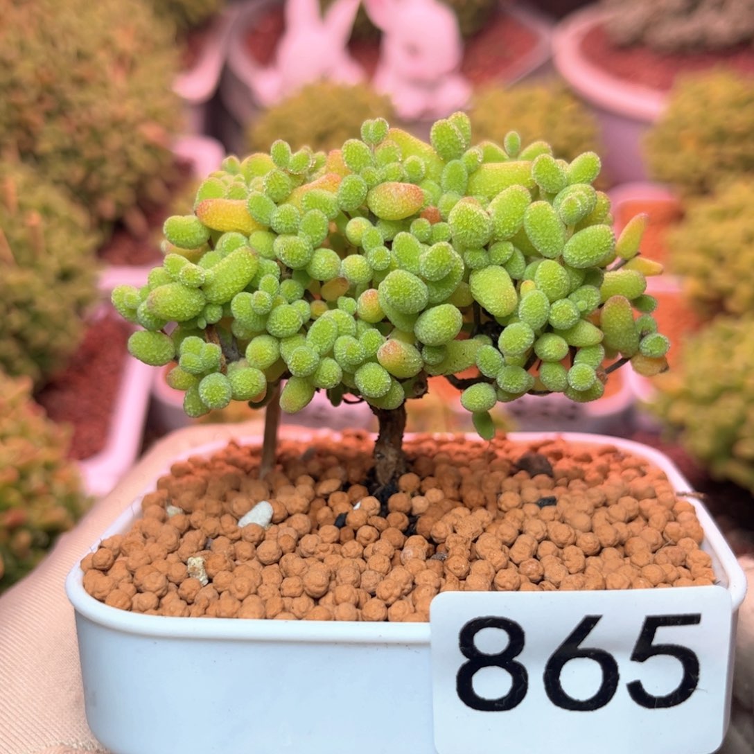 865金桔可爱多肉植物